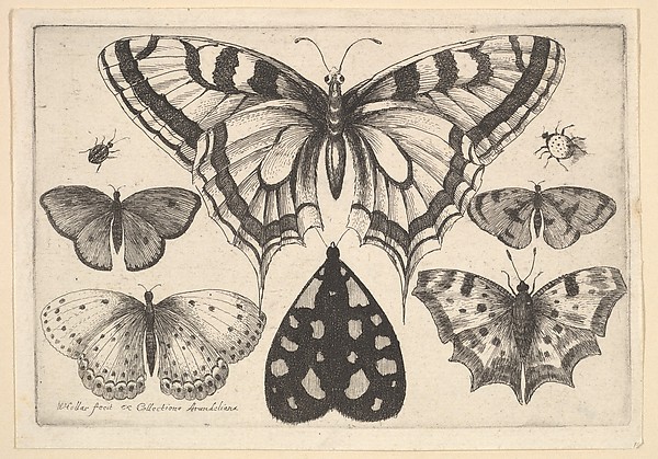 Wenceslaus Hollar, Five Butterflies, a Moth and Two Beetles