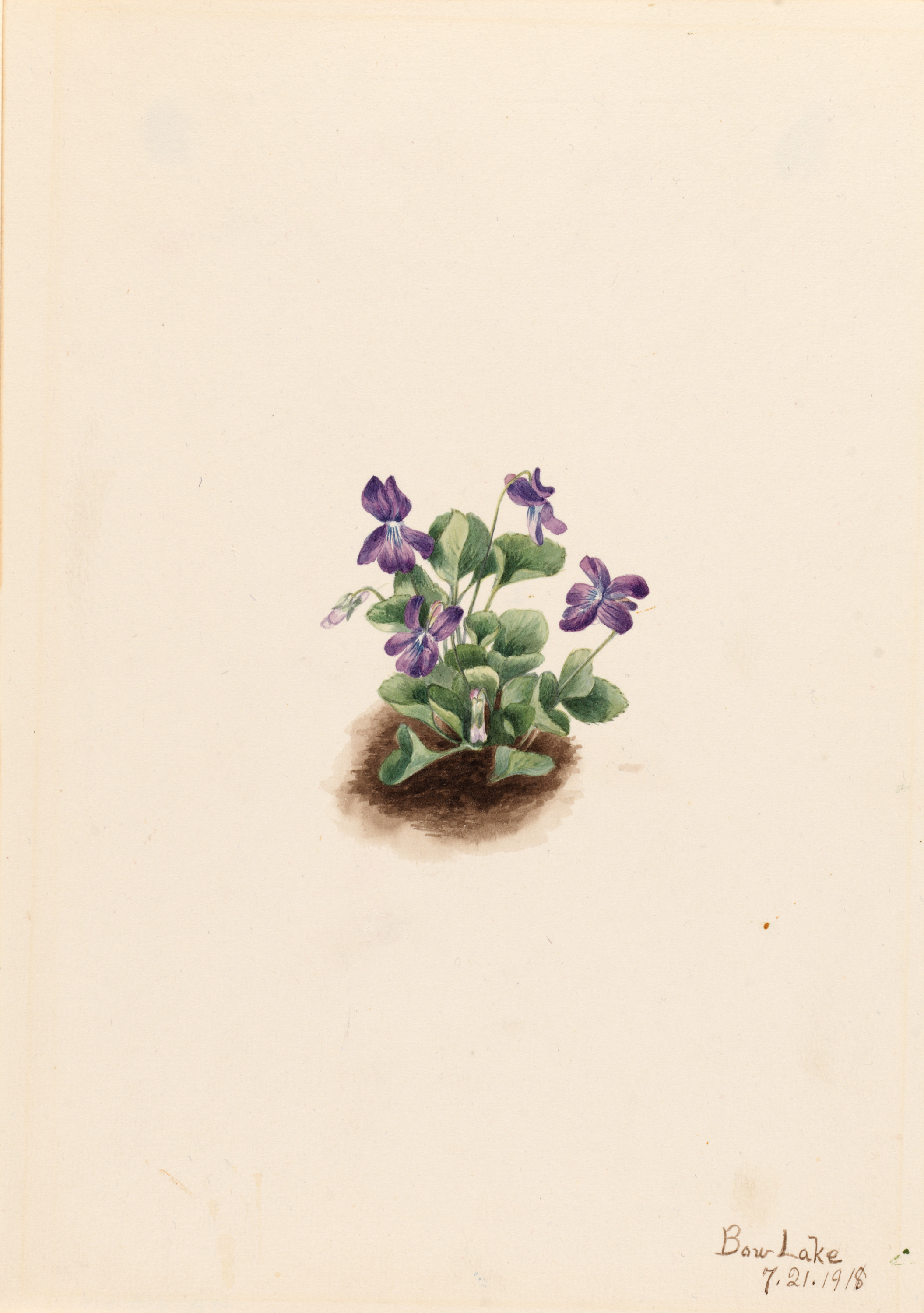 Mary Vaux Walcott, Purple Mountain Violet (Viola adunca)