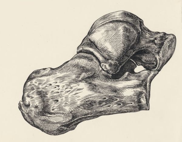 J Tinkelenberg, Musculoskeletal system of the lower extremity