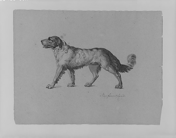 Thomas Sully, Newfoundland Dog (from Sketchbook)