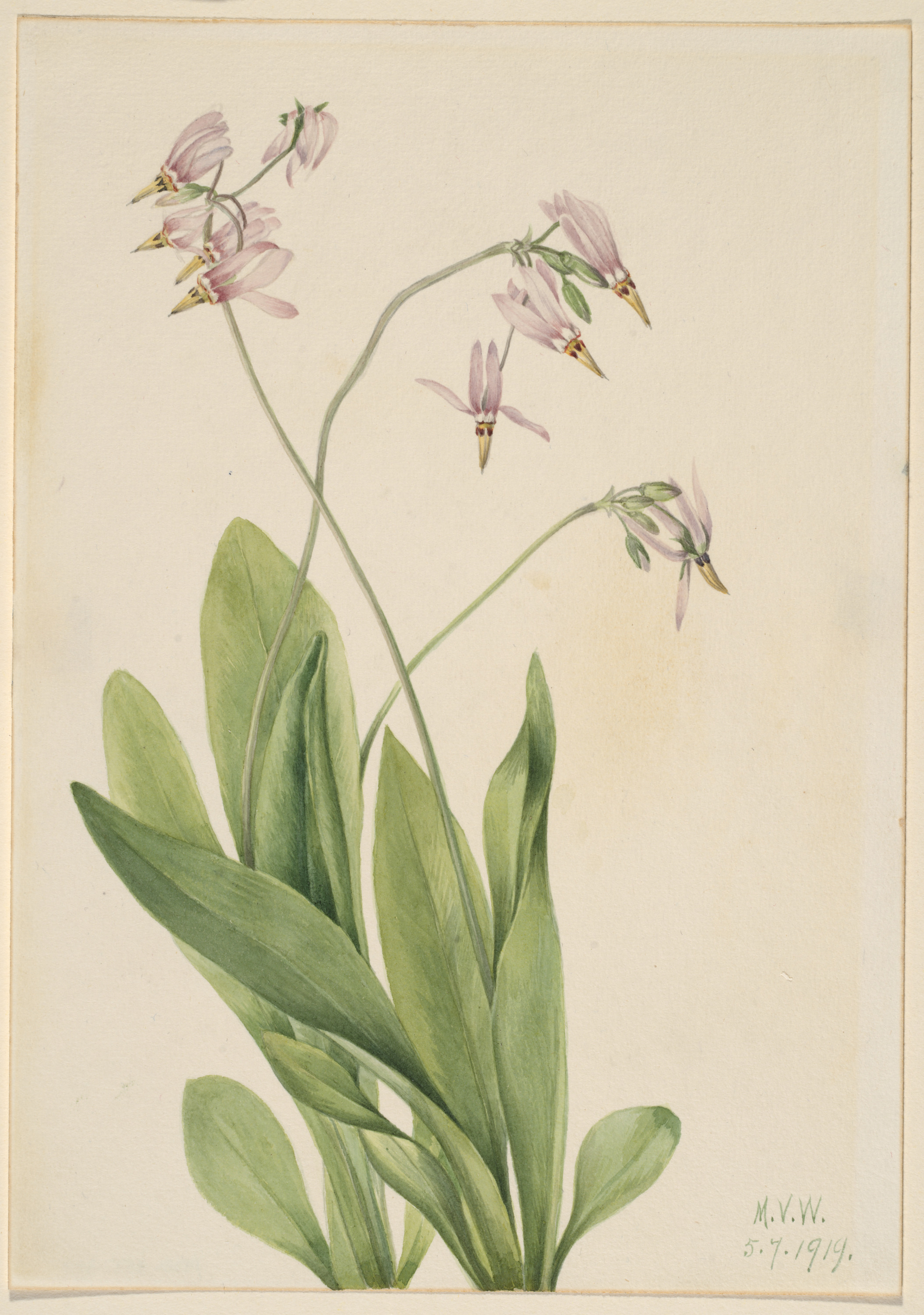 Mary Vaux Walcott, Shooting Star (Dodecatheon meadia)