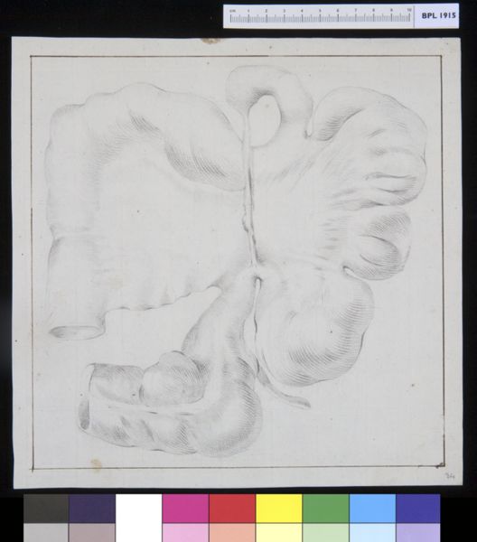 M Houtman, Intestines