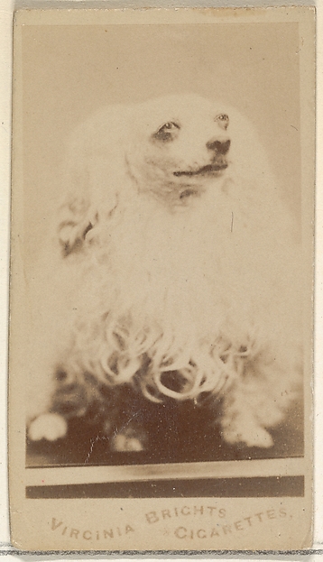 Allen & Ginter, From the Dogs series (N47) for Virginia Brights Cigarettes