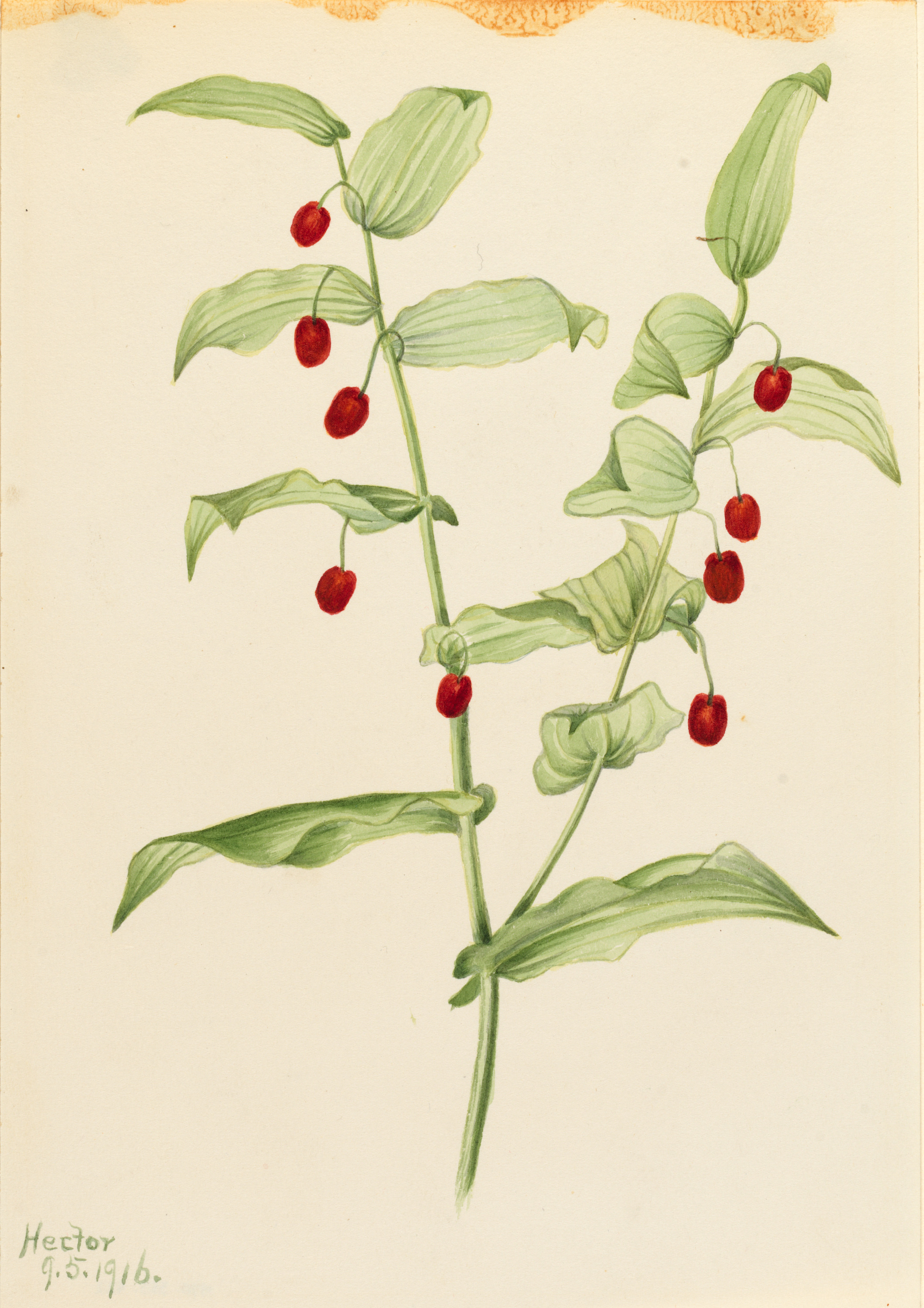 Mary Vaux Walcott, Clasping Twisted Stalk (Streptopus amplexifolius)