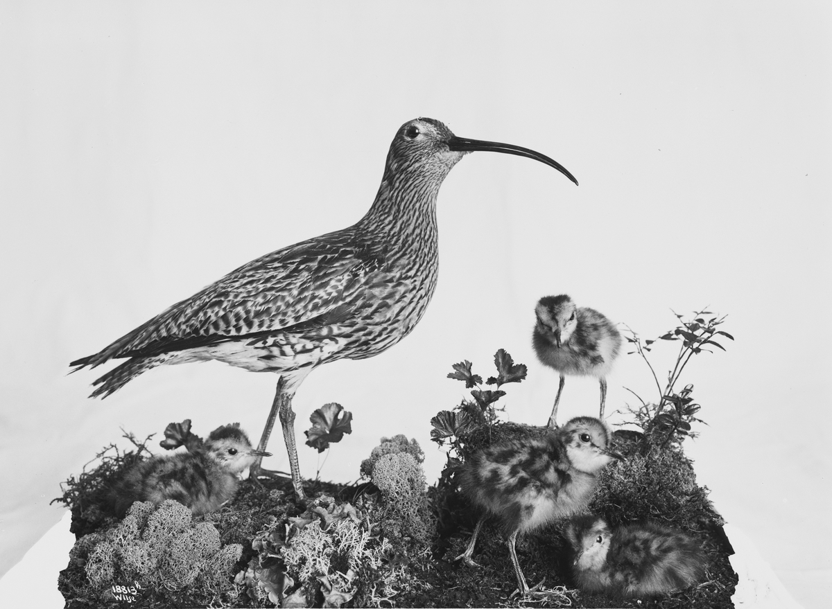 Anders Beer Wilse, Prot: Fugler for Tøien Museet