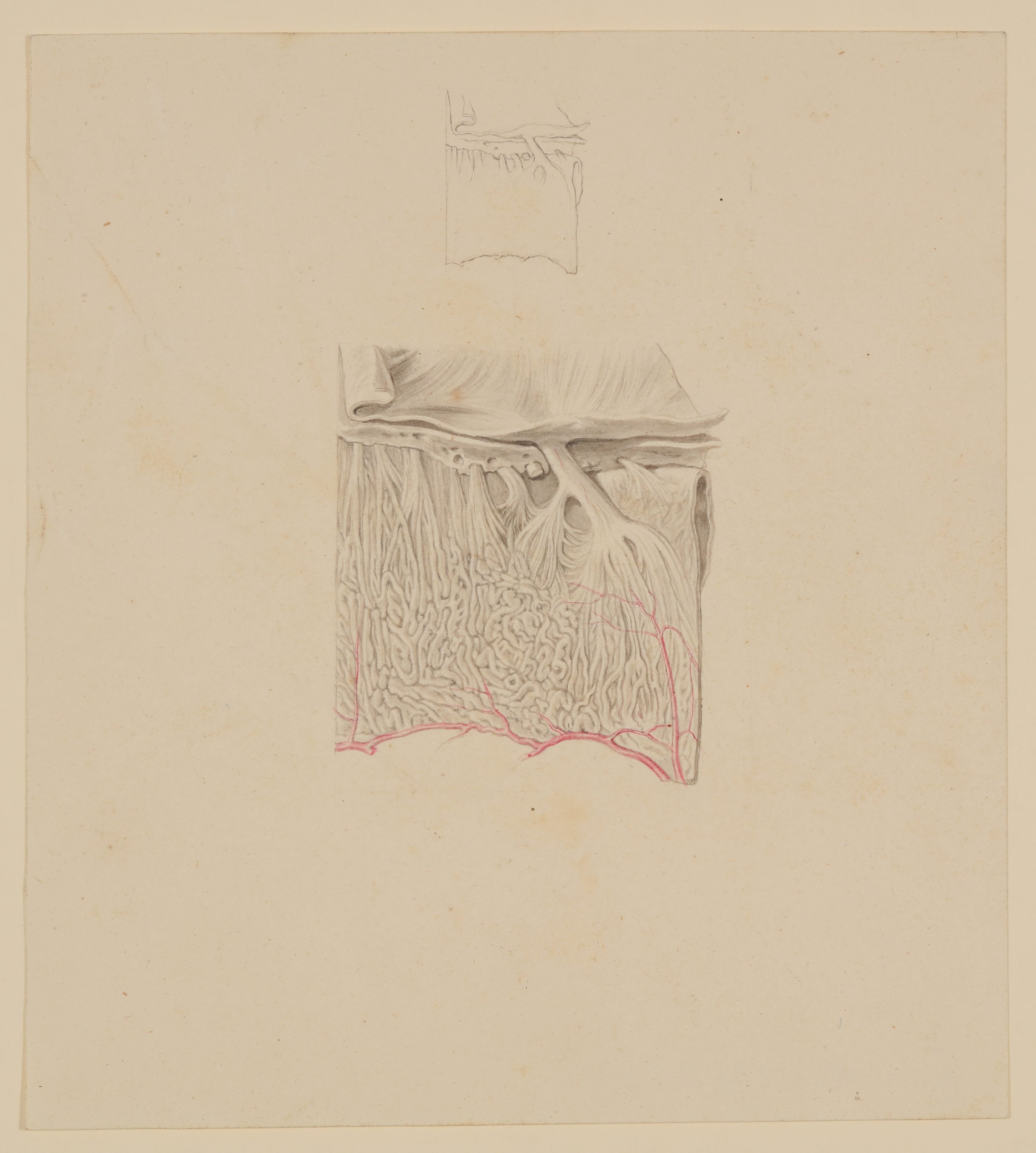 Christian Koeck, Stück einer an der Nasenscheidewand befindlichen Riechschleimhaut in neunfacher Vergrößerung [Vorzeichnung zu Samuel Thomas Soemmerring, Abbildungen der menschlichen Organe des Geruchs, Frankfurt am Main 1809, Tafel 2, Fig. IV ("schattierte" Darstellung)]