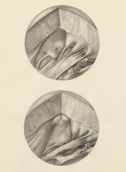 H.G Wetselaar, Two microscopic magnifications of parts of the heart