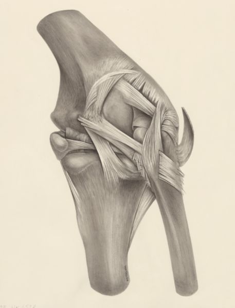 H.G Wetselaar, Muscular tissue on a joint