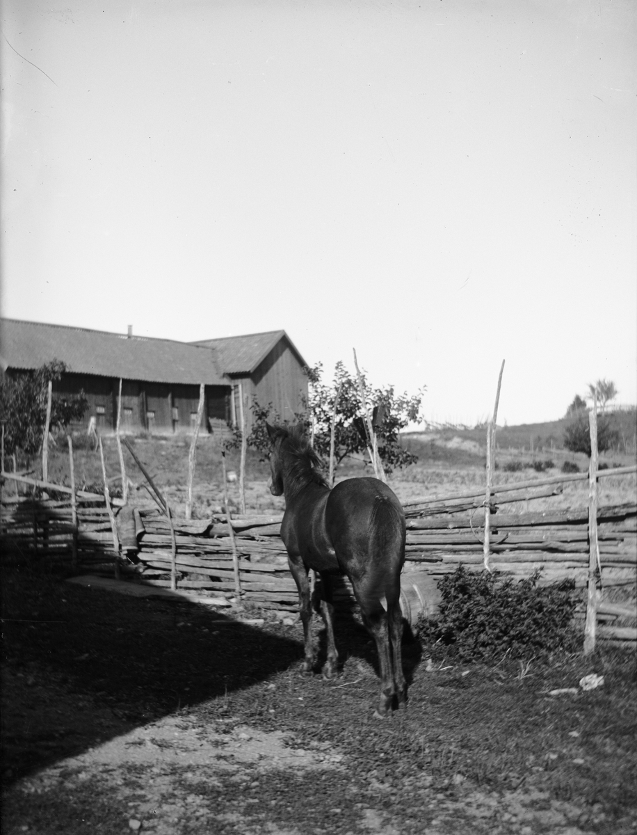 Carl Liljefors, Horse, Gränby, Ledentuna parish, Uppland 1900 - 1901