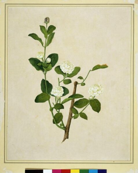 Unknown, Arabian jasmine