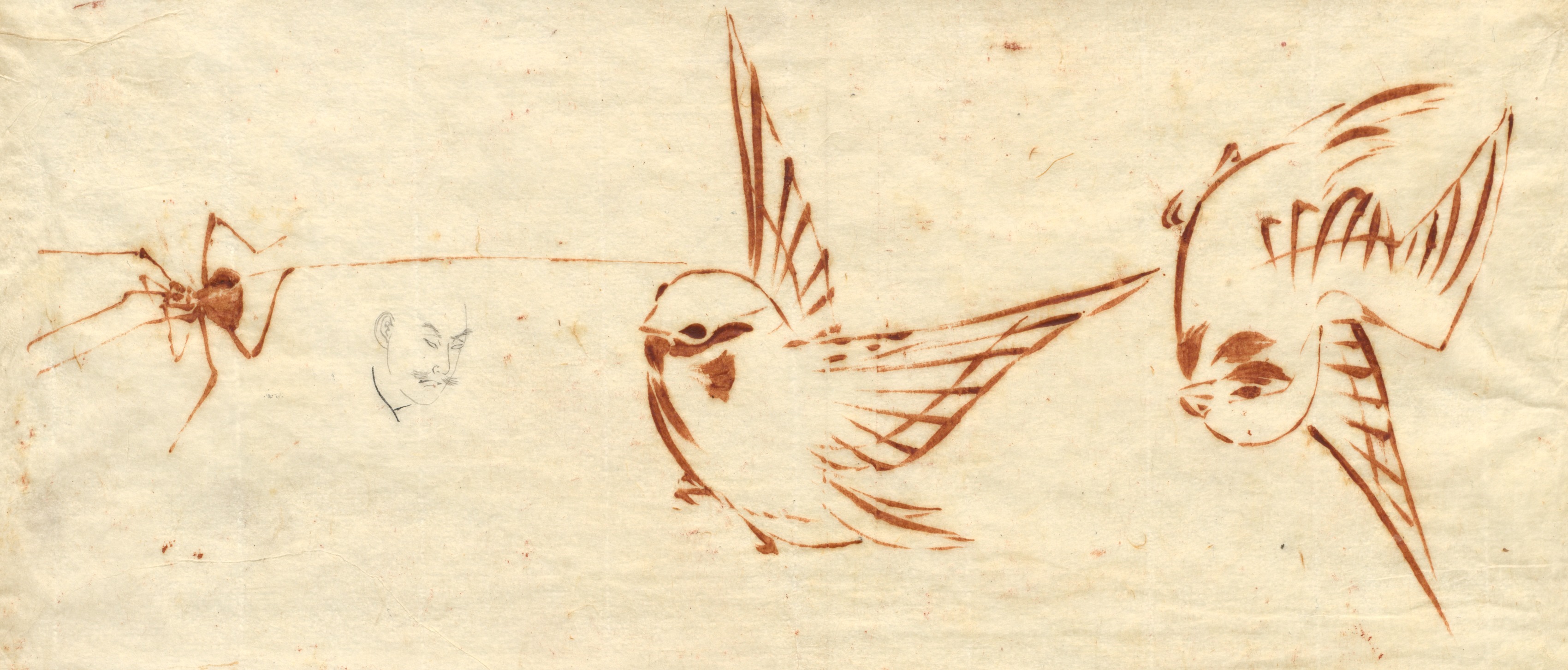 Katsushika Hokusai, Sketch Page with Birds and Spider