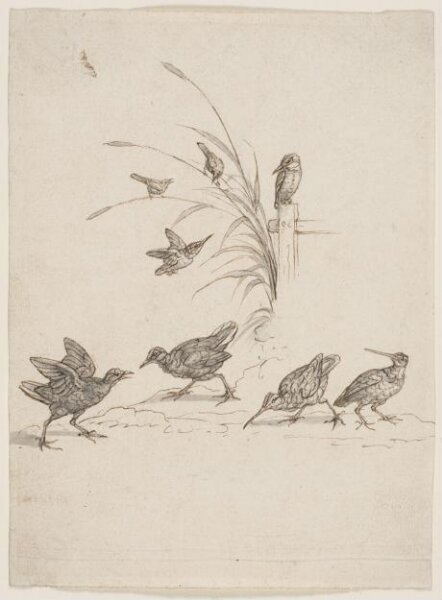 Francis Barlow, Drawing of curlews, kingfishers and other birds