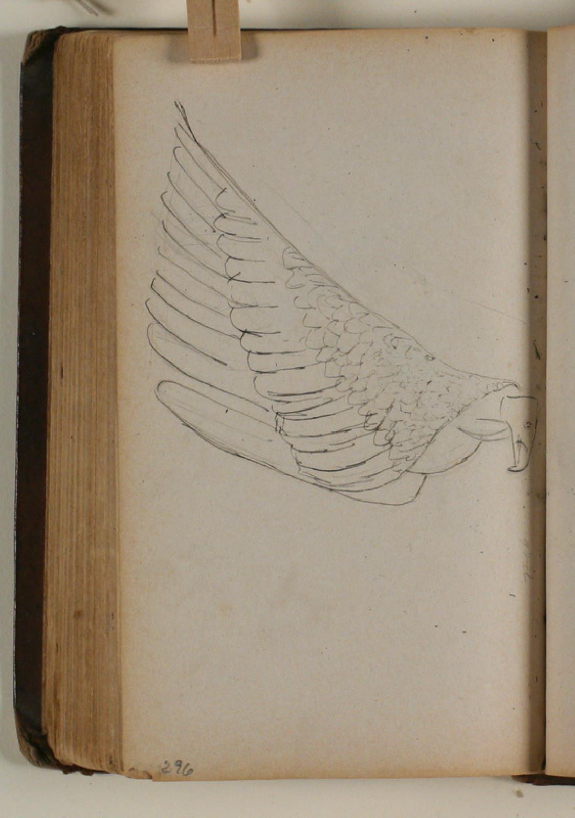 Niels Larsen Stevns, Studie af grib