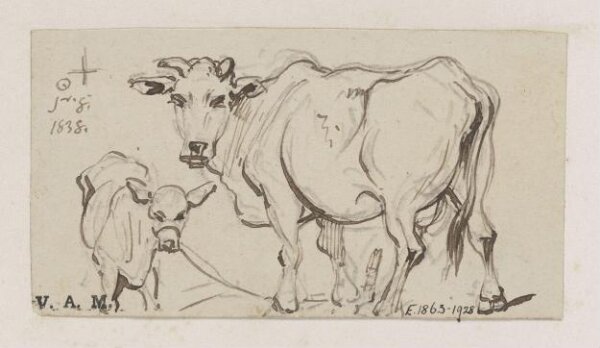 George Chinnery, A cow and calf