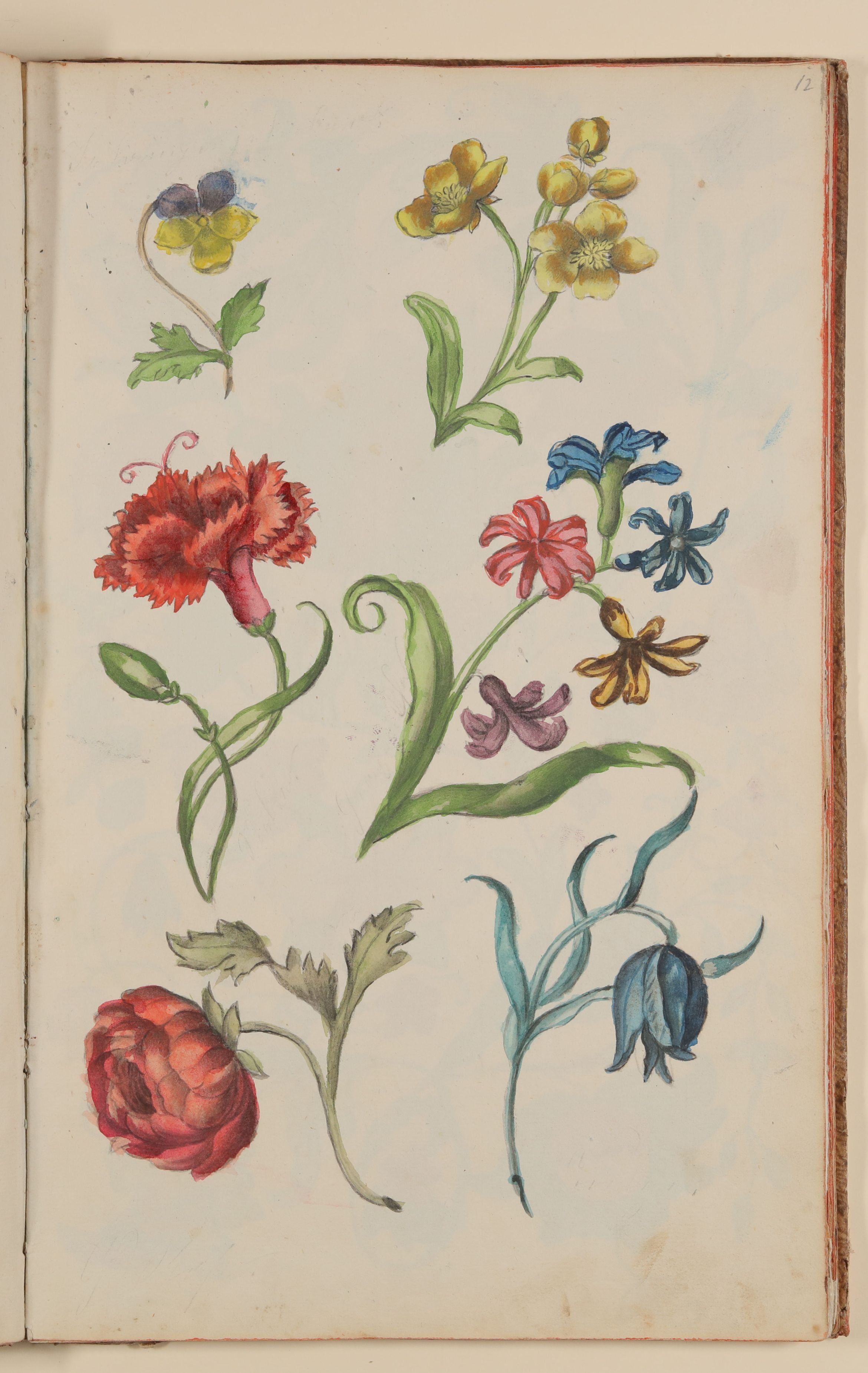 Marianne Franziska Seiffert von Klettenberg, Diverse Blumen [aus einem Skizzenbuch der Marianne Franziska Seiffert von Klettenberg]