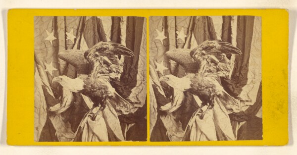 John B. Heywood, American Bald Eagle.