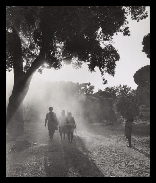 Hardy, Bert, Portuguese Rice Harvest