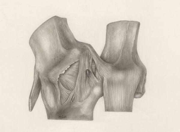 H.G Wetselaar, Muscular tissue of a mammal's upper extremities