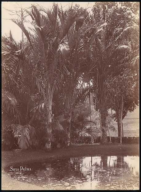 Unknown, Sago Palms