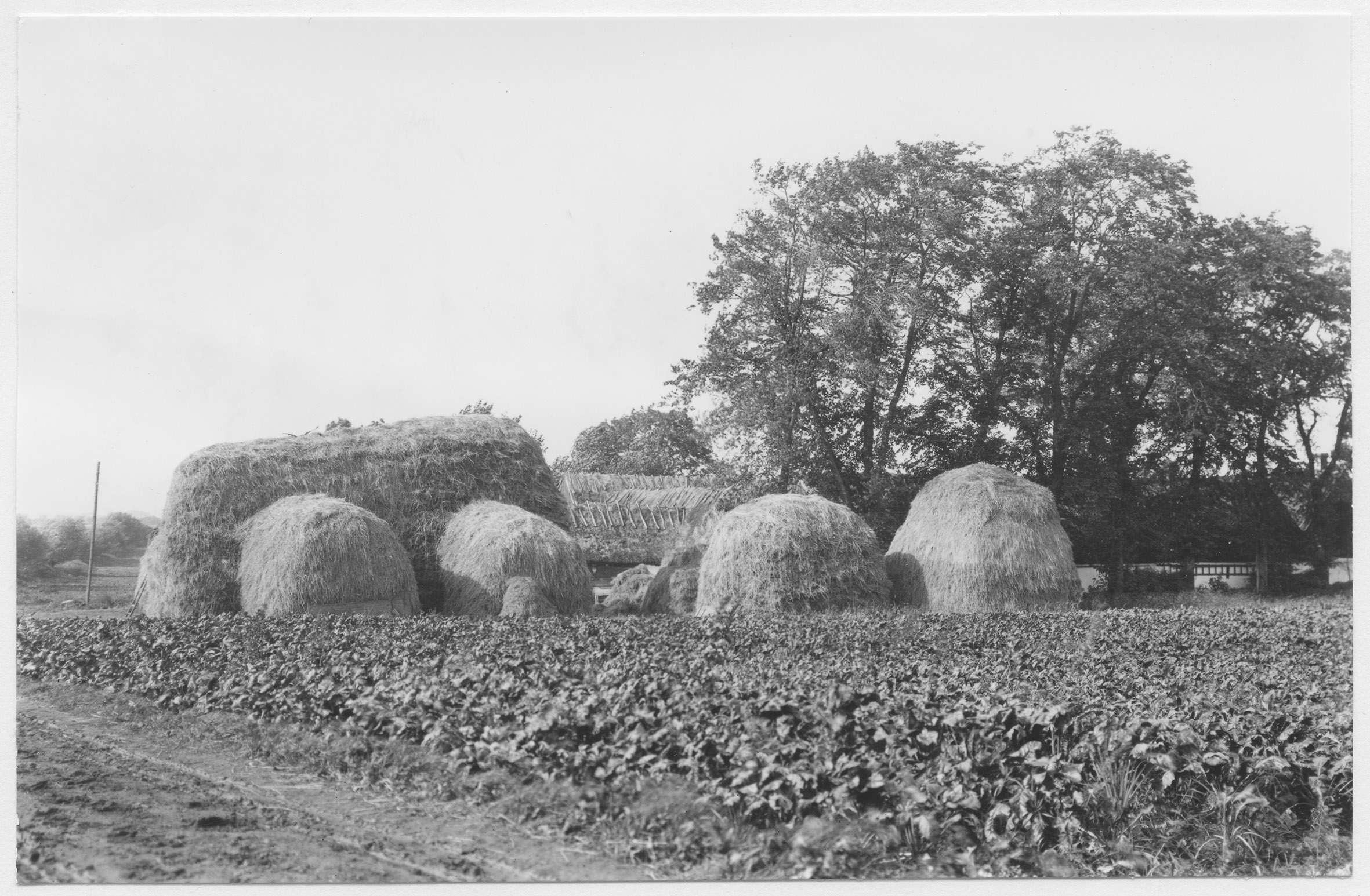 Mårten Sjöbeck, Västra Virestad, stackar högre än boningshuset
