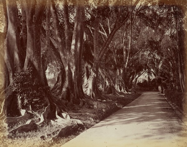 Unknown, [Peradeniya Botanical Garden]