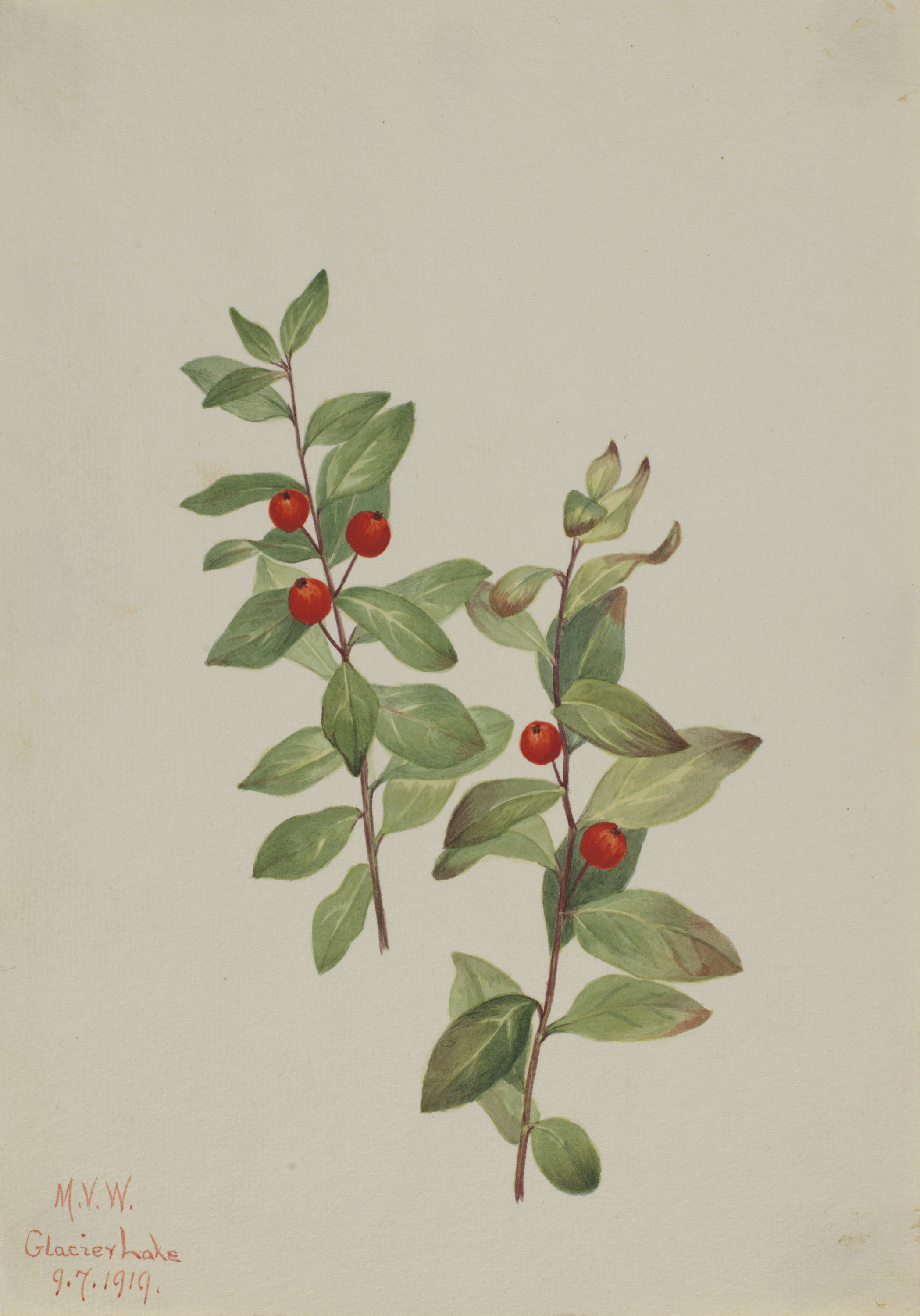 Mary Vaux Walcott, Red Comandra (Comandra livida)