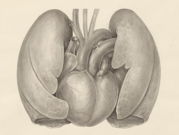 H.G Wetselaar, Heart and adjacent organs