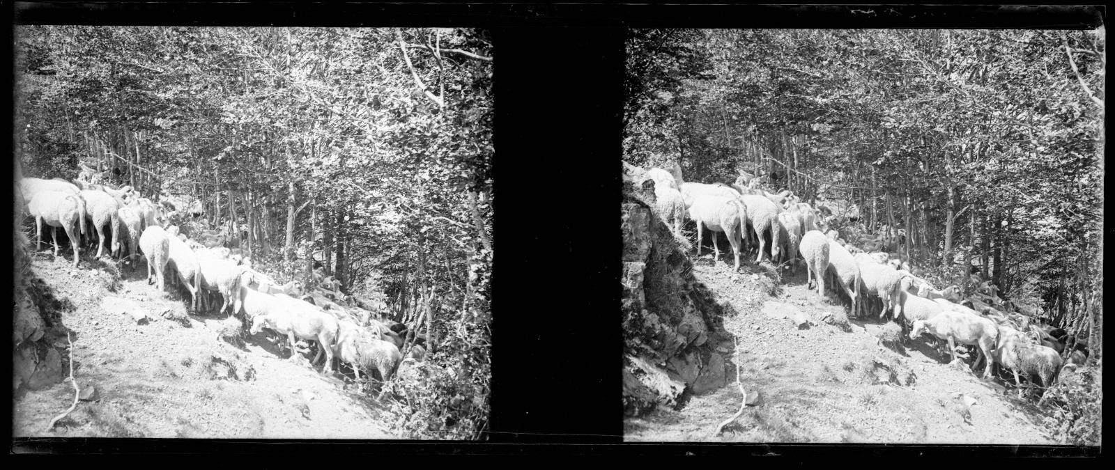 Desconegut, [Cars grazing in the Ordity Valley]