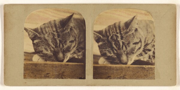 Unknown, A Member of a Maiden Lady's Family.