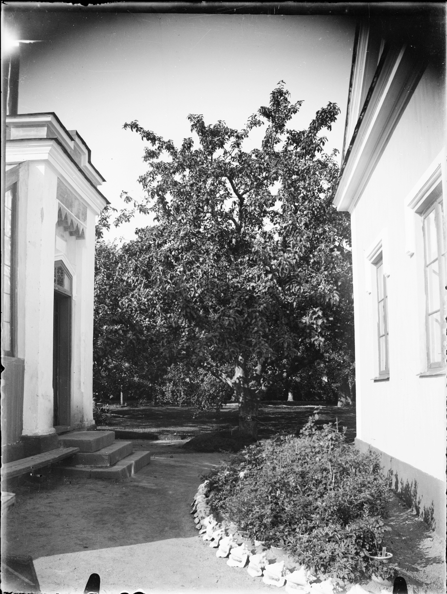 Skötsner-Edhlund, Träd vid byggnader, Östhammar, Uppland