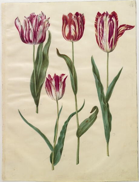Hans Simon Holtzbecker, Tulipa gesneriana (have-tulipan)