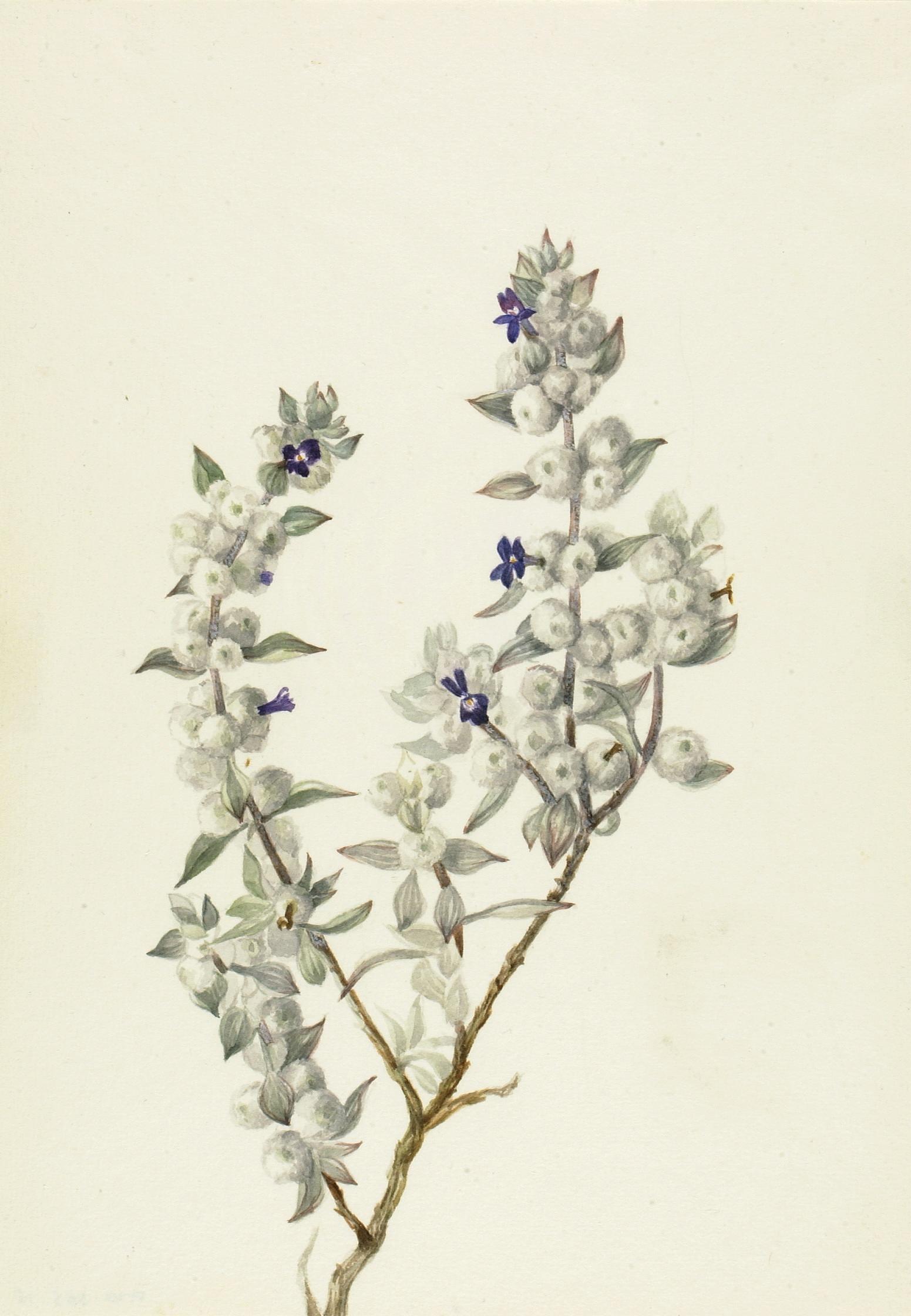 Mary Vaux Walcott, Death Valley Sage (Salvia funerea)
