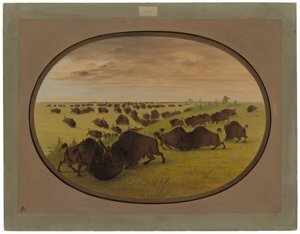 George Catlin, Bulls Fighting