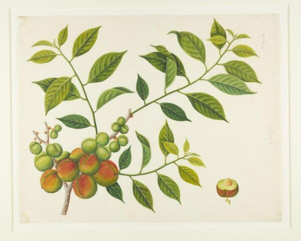 Unknown, Prunes
