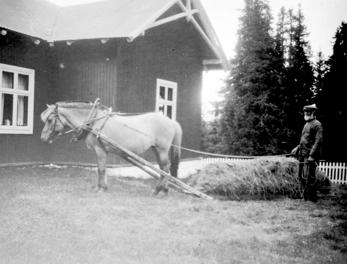 Anno Domkirkeodden, Mathias Bogstisveen kjører høy med hest og slede på Gammelskolla seter i Ringsaker Almenning. Skau villaen.