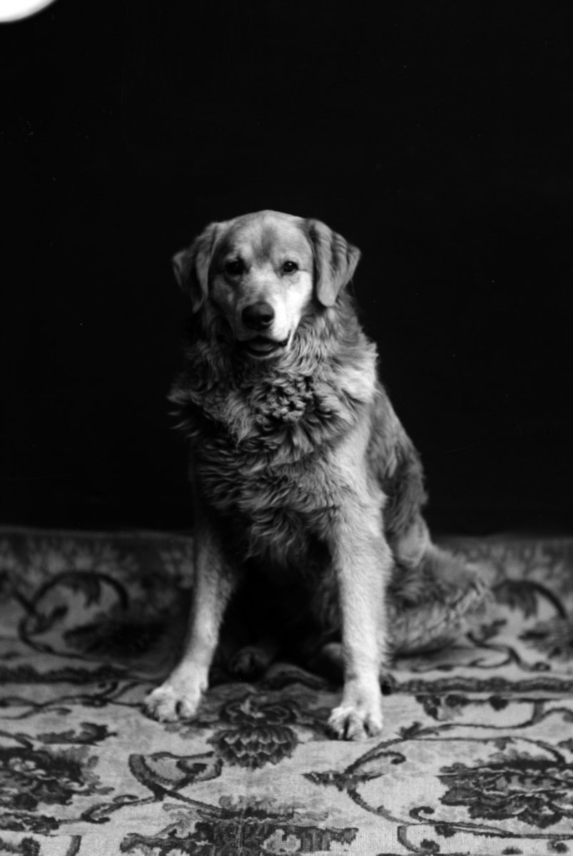 Christian Grundseth, HORNEMANS HUND, HELFIG. , 14661