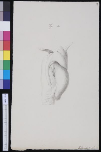 Gerard Sandifort, Muscles of the throat