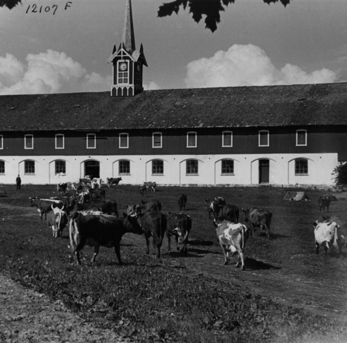 Anders Beer Wilse, Landbruk Husdyrhold Hoel gård