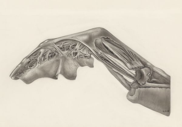 H.G Wetselaar, Muscular tissue of a mammal's finger