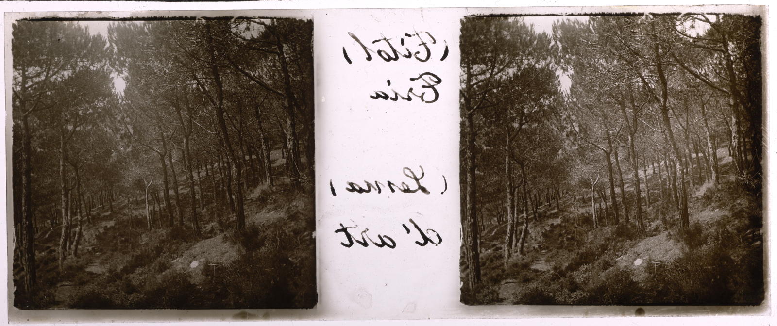 Desconegut, [Bosc a Collserola]