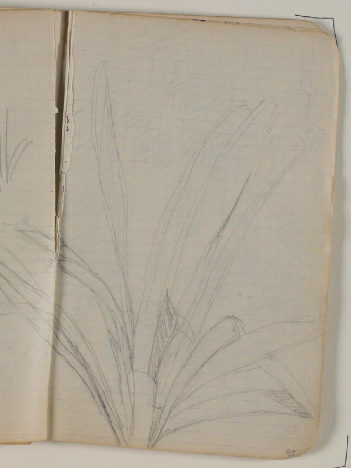 Niels Larsen Stevns, Plantestudier