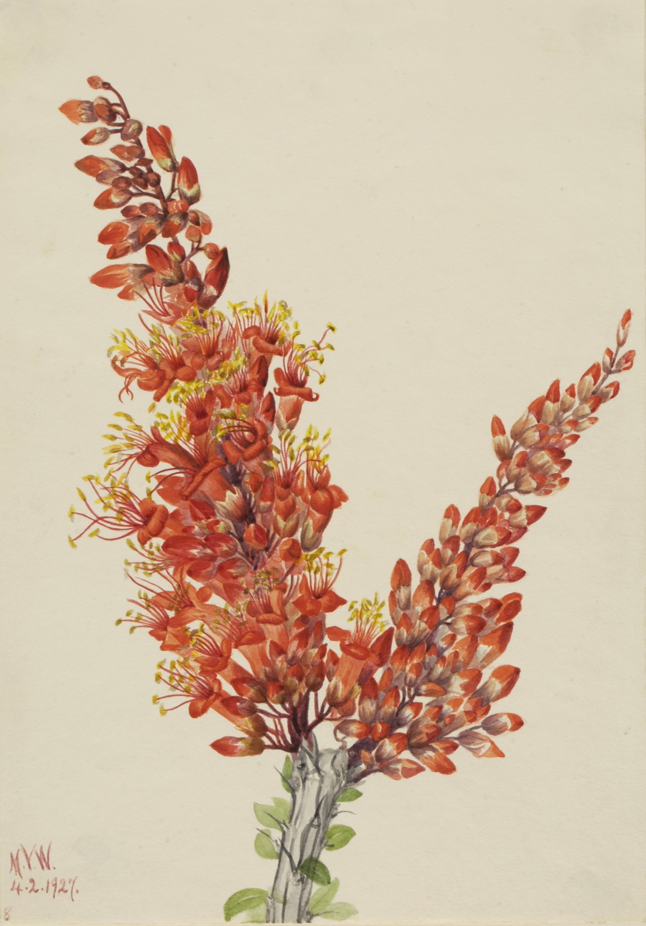 Mary Vaux Walcott, Ocotillo (Fouquieria splendens)