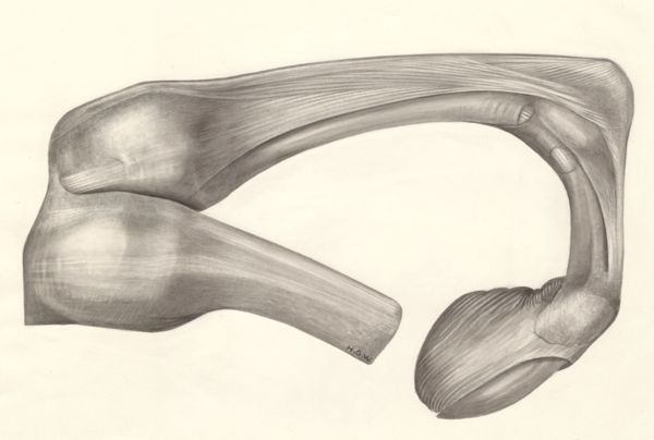 H.G Wetselaar, Muscular tissue of the finger