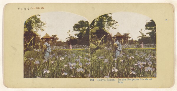 Unknown, Tokyo, Japan. In the Gorgeous Fields of Iris (recto); Native Tifflin House, Isl. of Java (verso)
