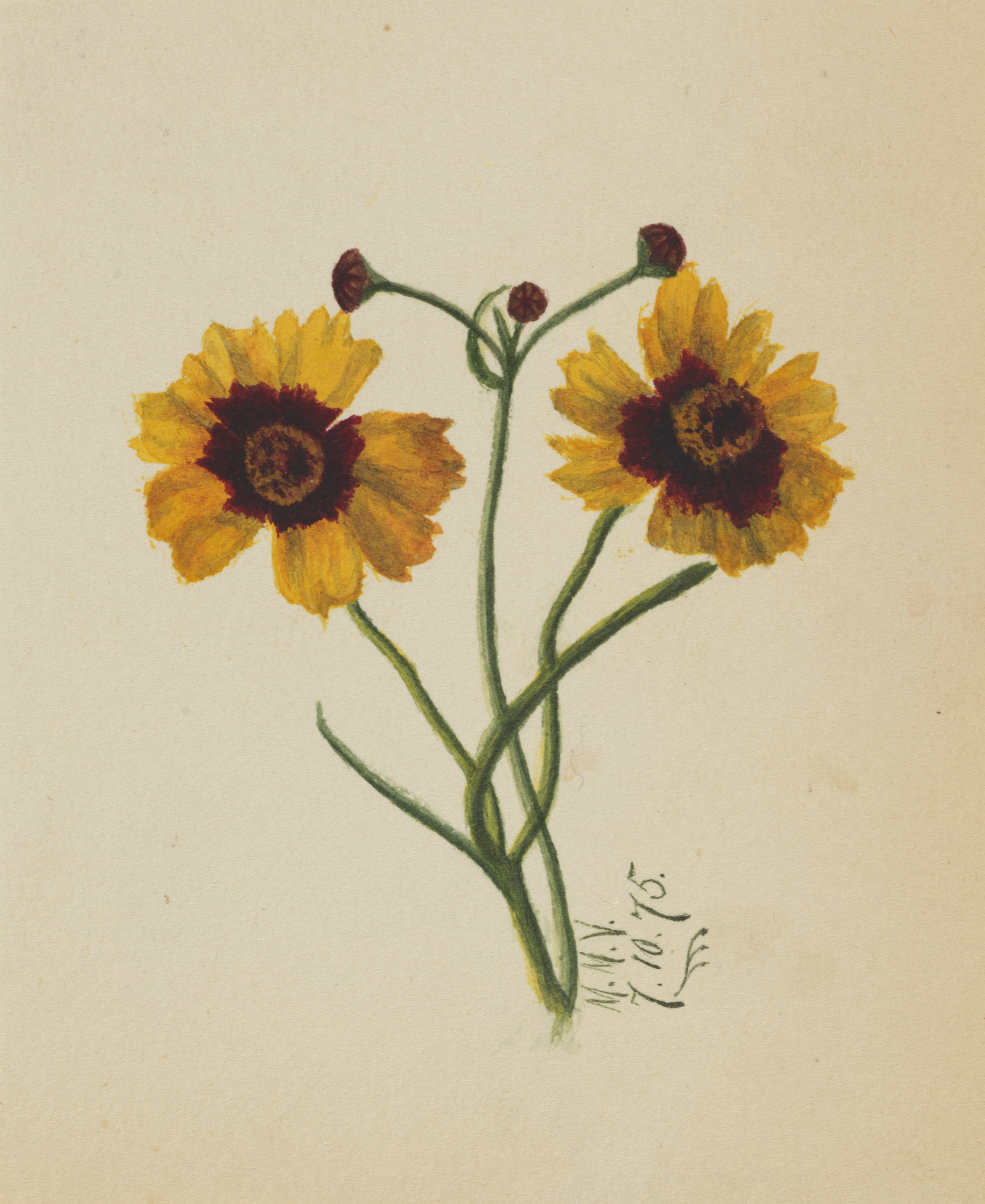 Mary Vaux Walcott, (Untitled)
