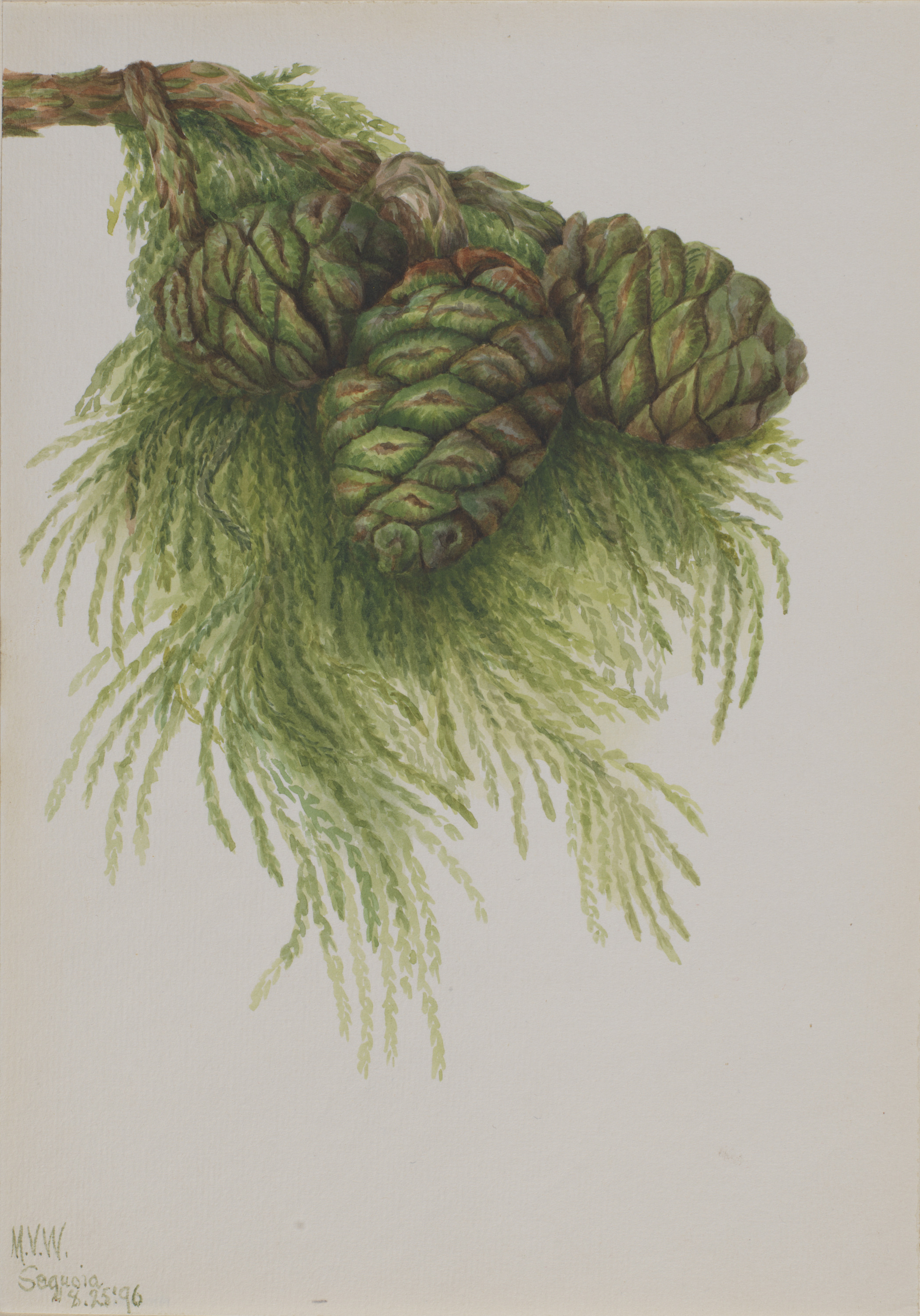 Mary Vaux Walcott, Sequoia (Sequoia gigantea)