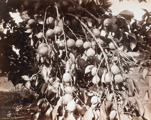 Carleton Watkins, Untitled [fruit on tree]