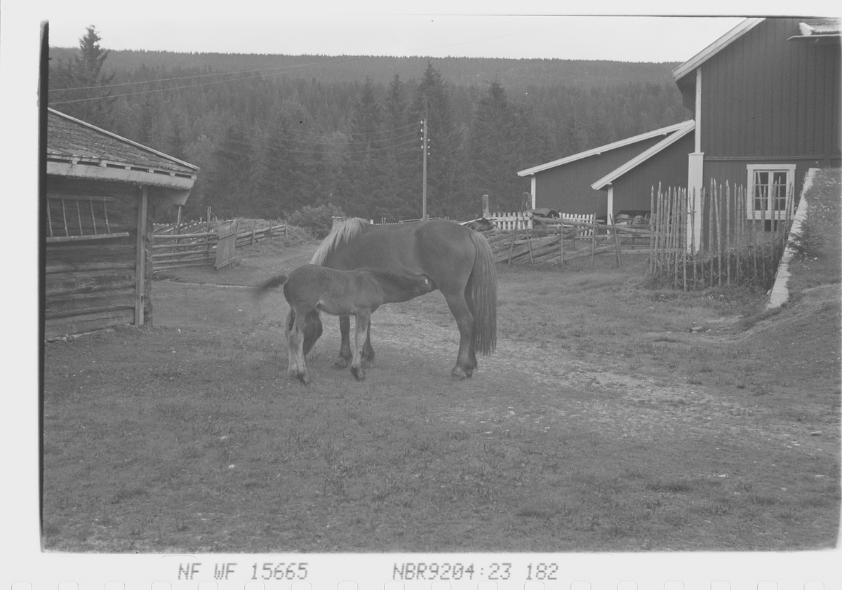 Anders Beer Wilse, Prot: Hest med föll