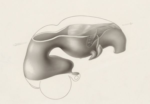 H.G Wetselaar, Hearing organ of an embryo