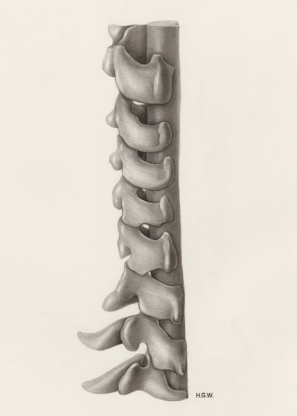 H.G Wetselaar, vertebral column and spinal cord